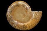 Orange, Crystal Filled, Cut Ammonite Fossil - Jurassic #168535-3